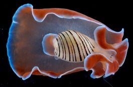 Mollusks