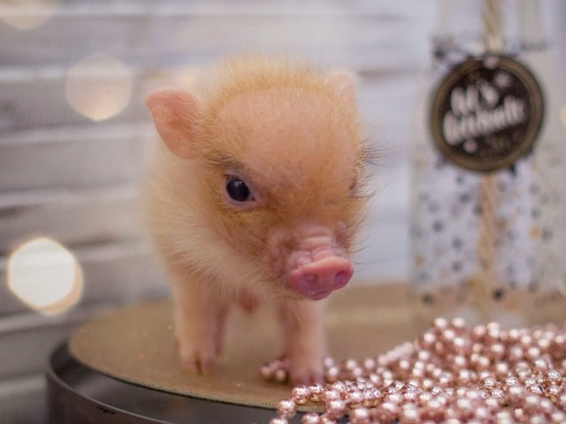 Teacup piglet standing next to champagne-colored beads