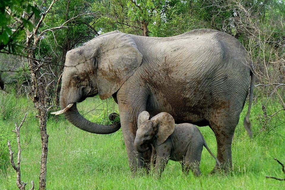 Elephant & Baby