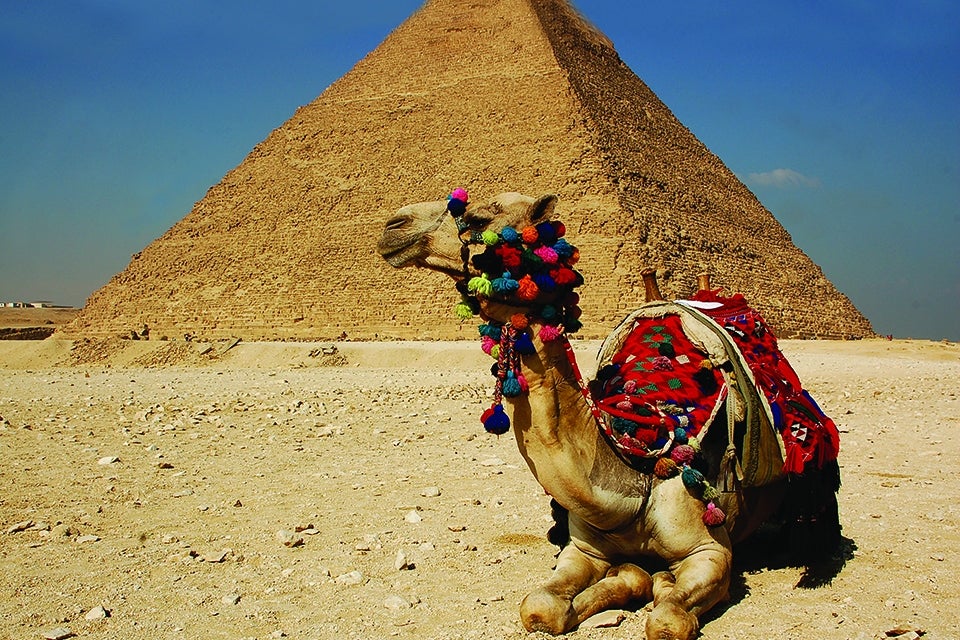 camel next to pyramid