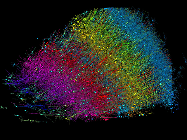 Six layers of excitatory neurons colored by depth
