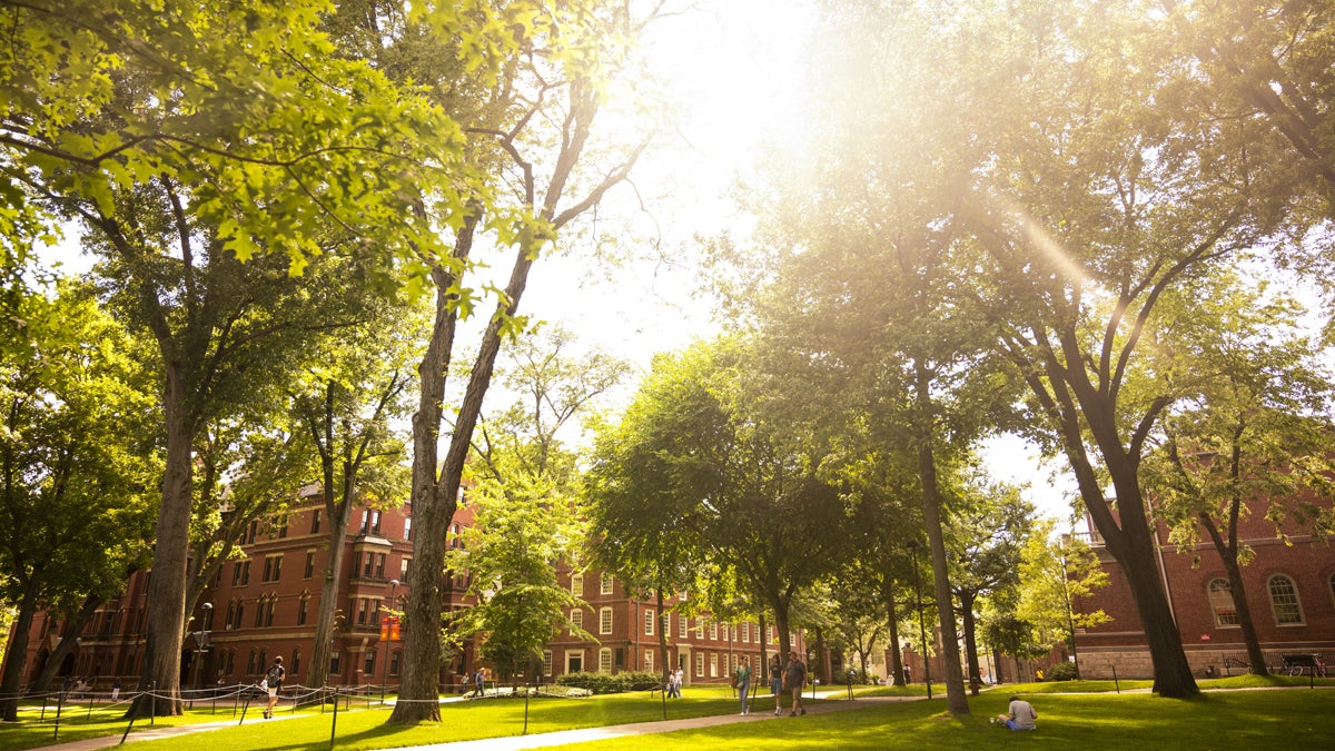 Sunshine In Harvard Yard