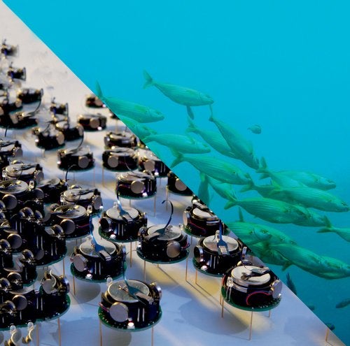 Image of Kilobots and a school of fish
