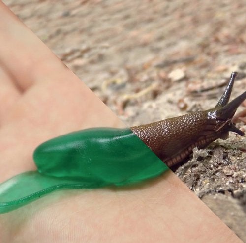 Image of hydrogel adhesive and a common slug