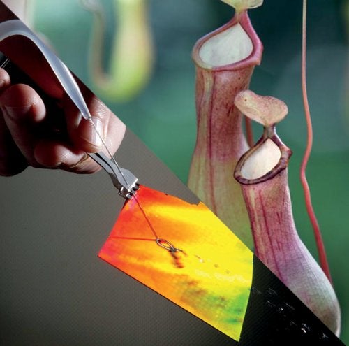 Image of SLIPS coatings and the slippery pitcher plant