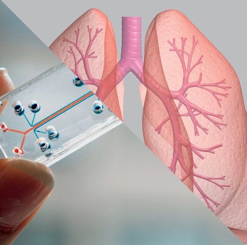 Image of organs-on-chips and lungs