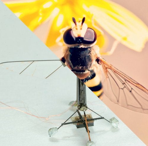 Image of RoboBee and real bee