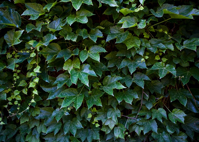 A Wall of Ivy