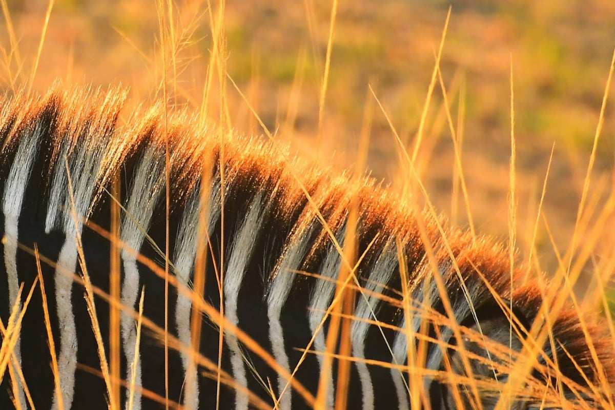 Zebra mane