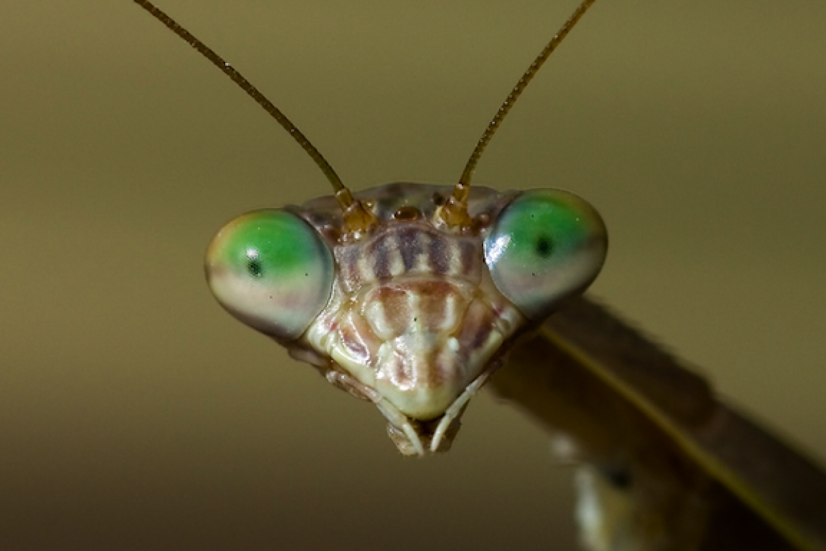 image of insect