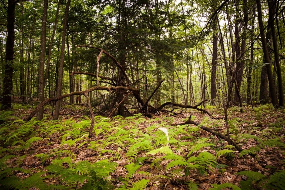 Harvard Forest