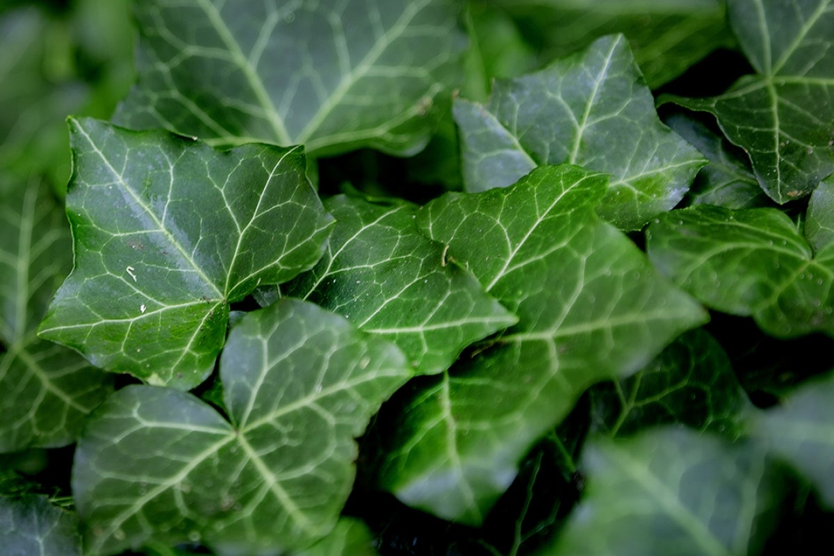 Image of greenery