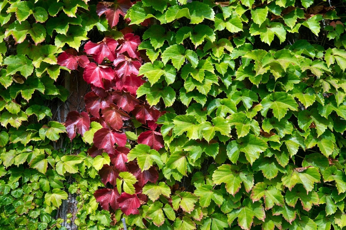 Vines on Wall 
