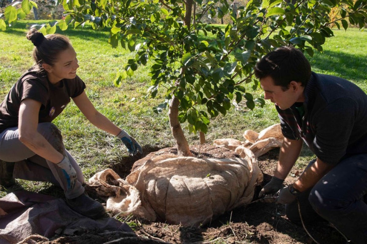 Two people plant a tree with a burlap-wrapped root ball.