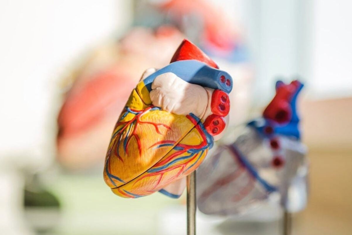 Close-up of a colorful anatomical heart model showing veins and arteries.