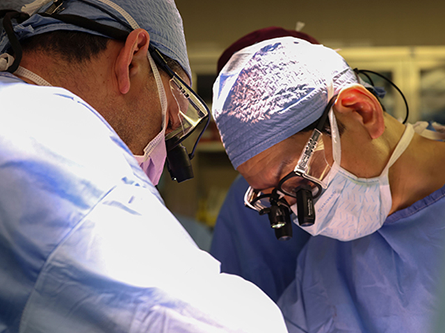 Surgeons transplant the pig kidney