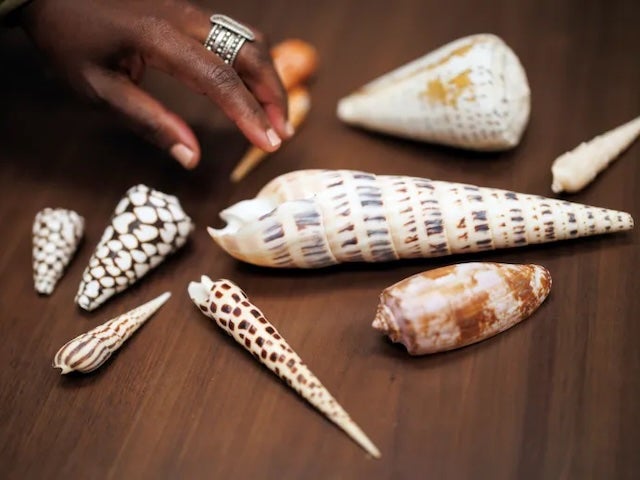 A collection of mollusk shells