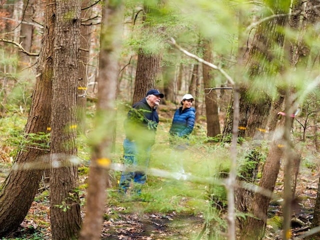 Two people walk among the trees in the Harvard Forest