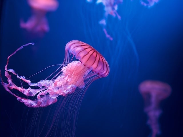 Jellyfish swimming