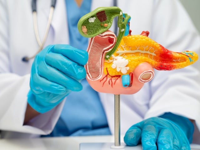  A medical professional wearing blue gloves holds a colorful anatomical model of the upper abdomen
