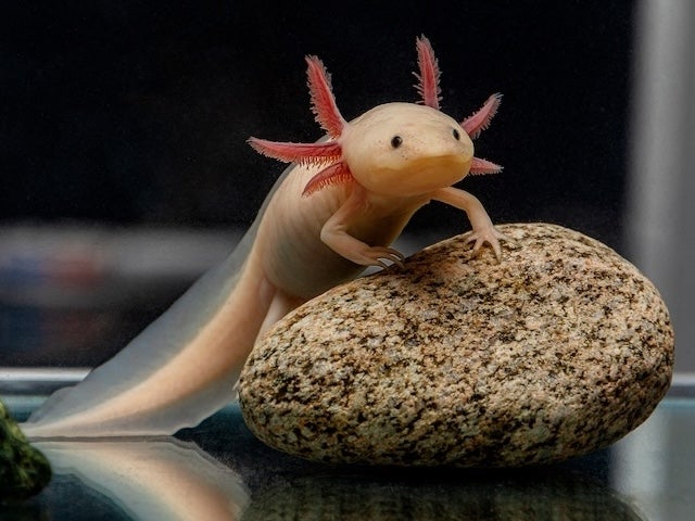 An axolotl on a rock
