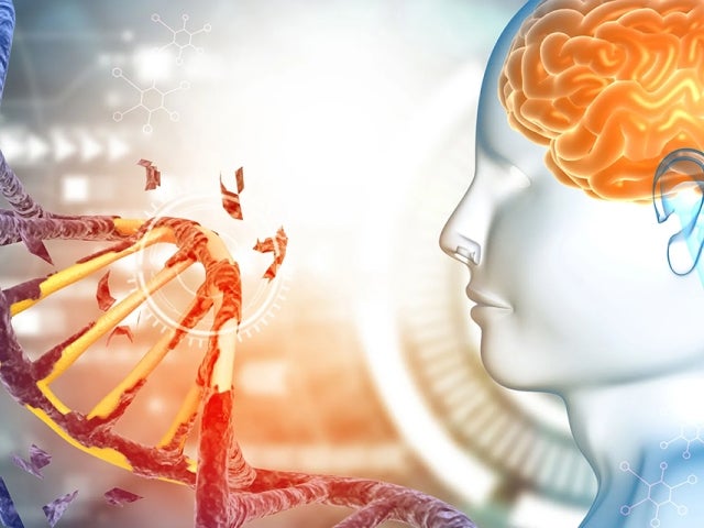 Illustration of the brain