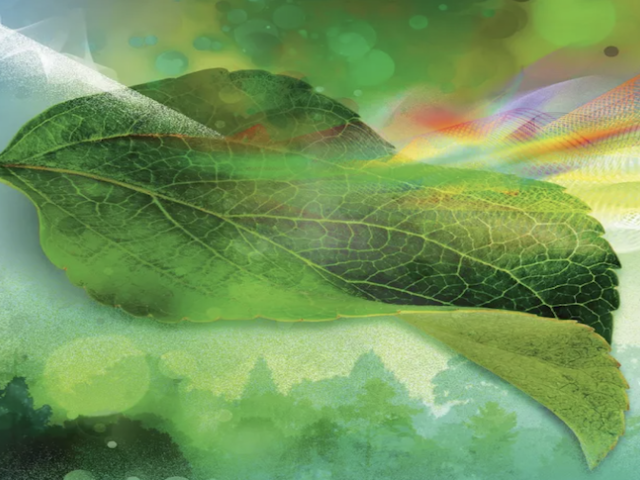 A ray of light bouncing off a green leaf and turning into a rainbow spectrum
