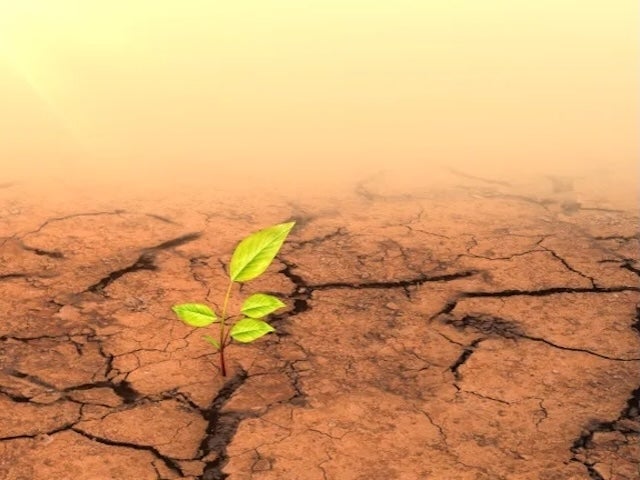 A sapling growing out of dry and cracked ground