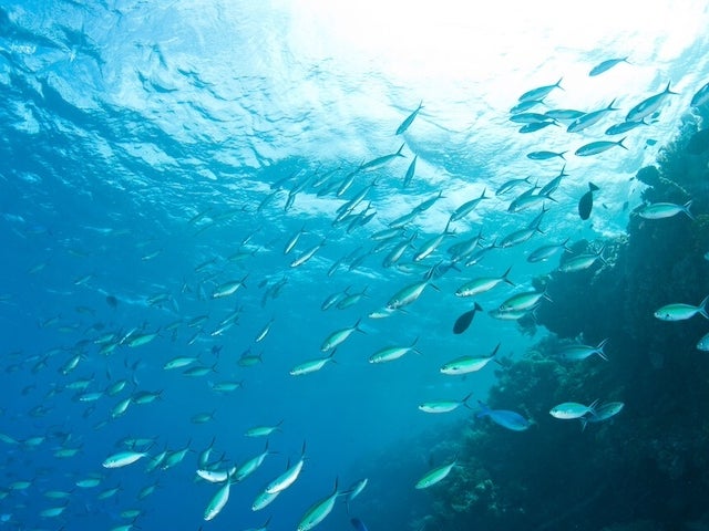 Underwater view of fish swimming in the ocean