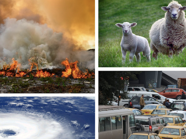 A four-panel collage of a wildfire, two sheep in a field, an aerial view of a hurricane, and traffic gridlock