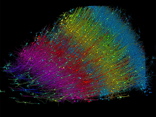 Digital image of brain neurons in different colors 