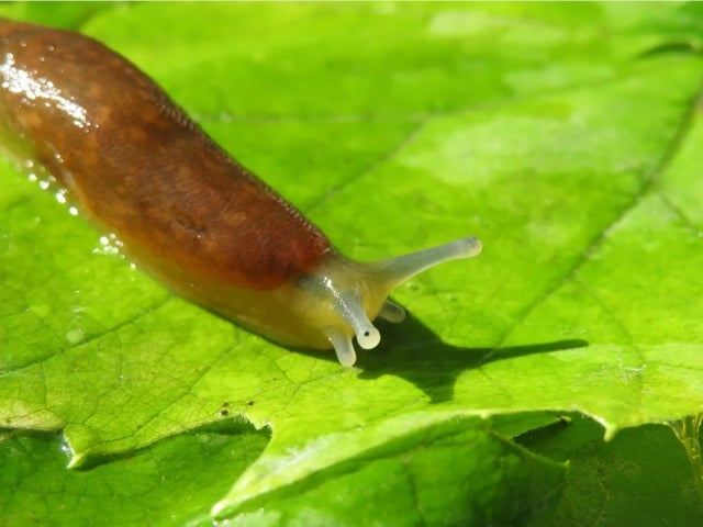 slug on leaf