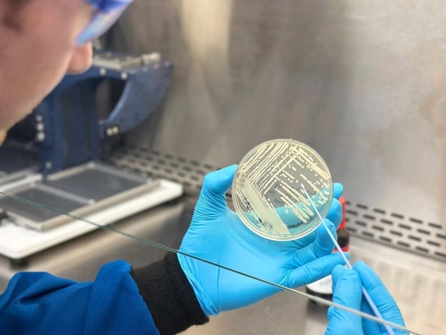 A scientist wearing blue gloves uses a tool to inspect bacteria in a petri dish