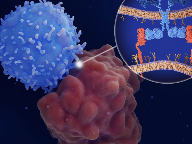 Illustration of an immune cell binding to a cancer cell, with a zoom-in on their molecular connection.