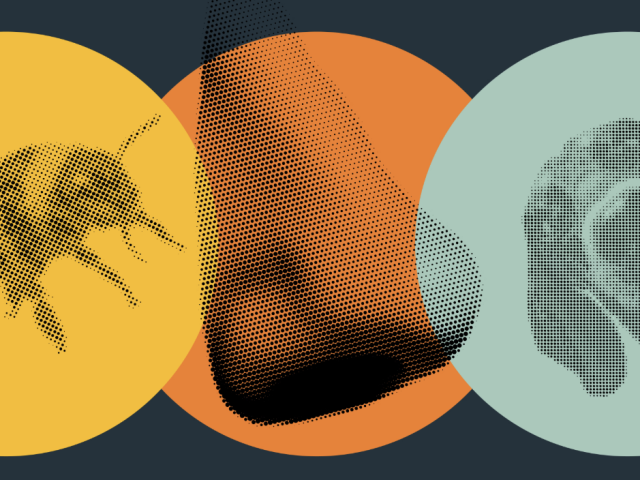 Illustration of a honeybee, a human nose, and a dog