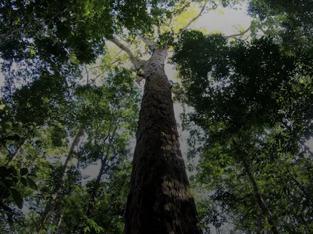 A tree canopy photographed from an on-the-ground perspective
