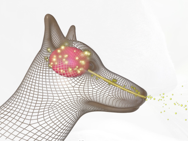 A graphic of a dog’s head that illustrates how smells enter the nose and reach the brain