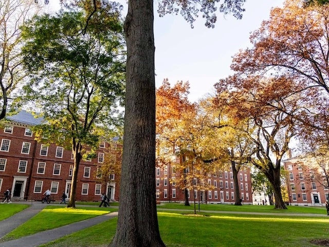 Harvard Yard with trees in the foreground and several brick buildings in the background