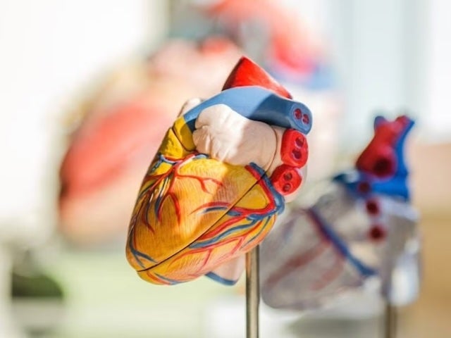 A colorful anatomical heart model showing veins and arteries