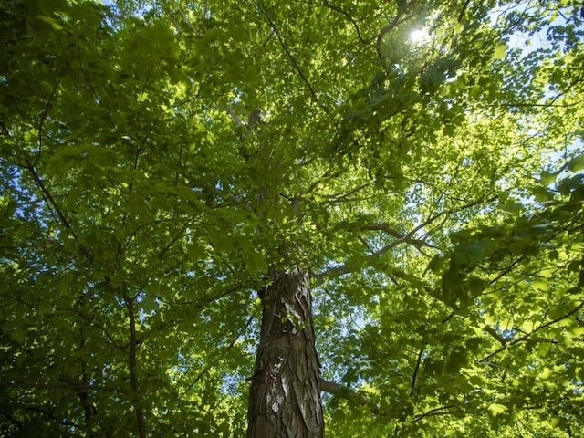 A sugar maple tree