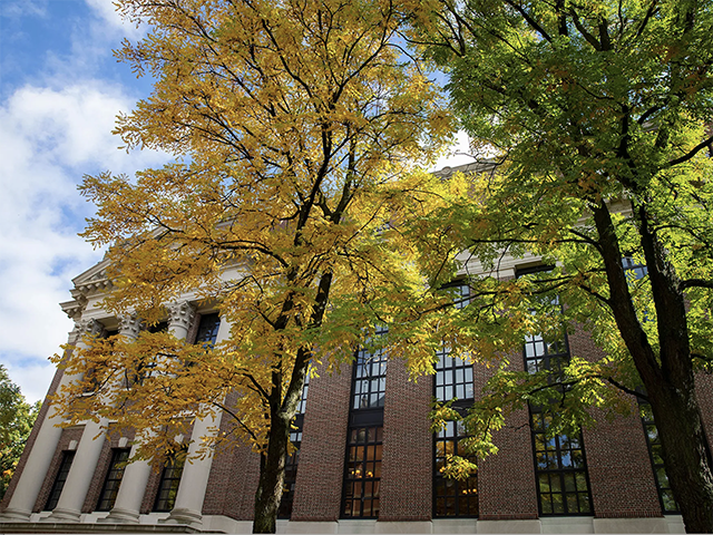Widener Library with fall leaves in front of the building