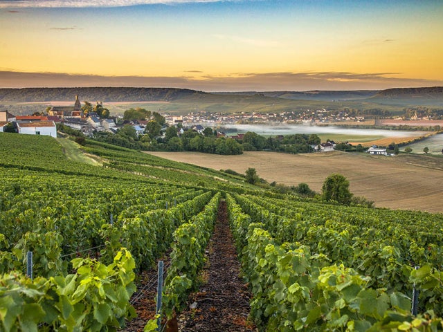 winery chanpagne