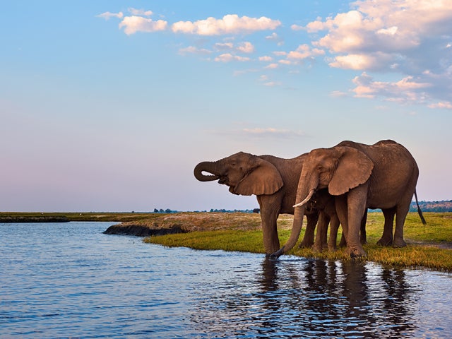 elephants by the river