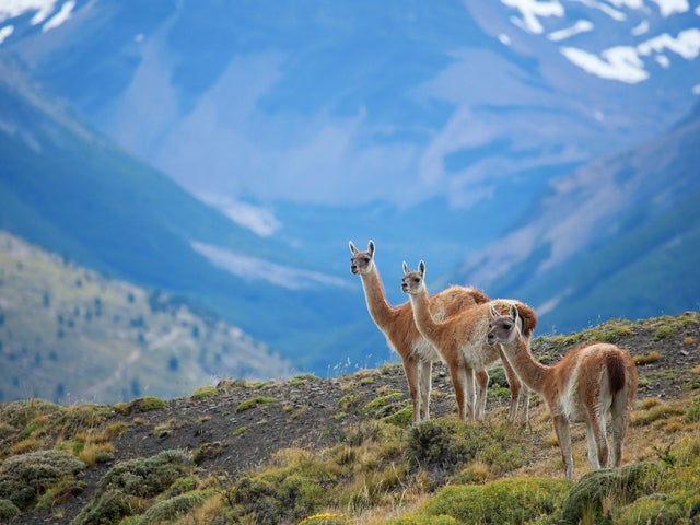 llamas in chile