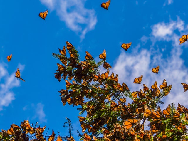 monarch butterflies
