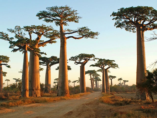 Baobab Trees