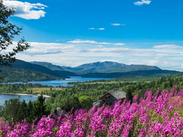 Flowers of Norway