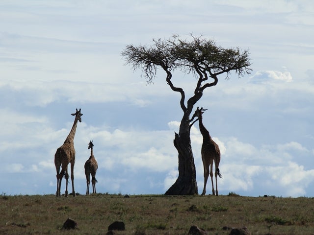 Giraffes