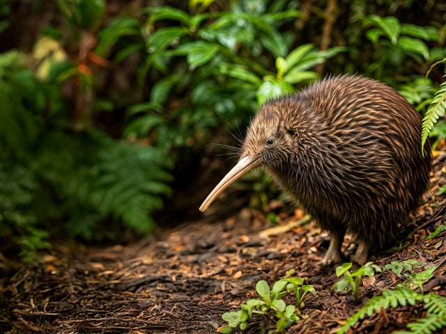 Kiwi bird
