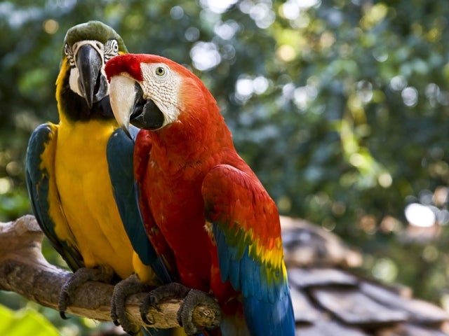 Macaws